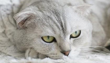 开云·Kaiyun网页版-塞内加尔男足在巴黎奥运会上表现出色，赢得多场比赛，塞内加尔足球明星